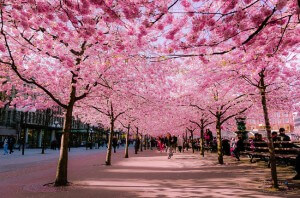 Allée de cerisiers en fleurs au Japon