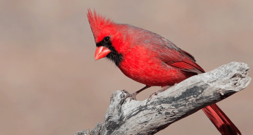 oiseau rouge couverture article twitter pour les nuls