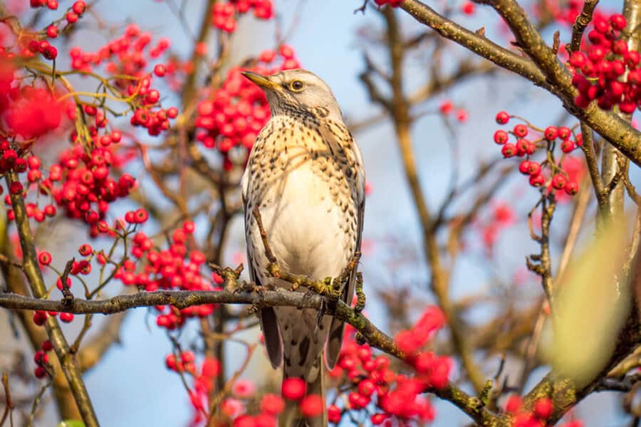 oiseau chantant dans un arbuste avec des baies rouges