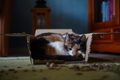 chat installé dans une boîte - article objet de mail