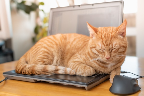 Comment être productif avec un chat couché sur son ordinateur